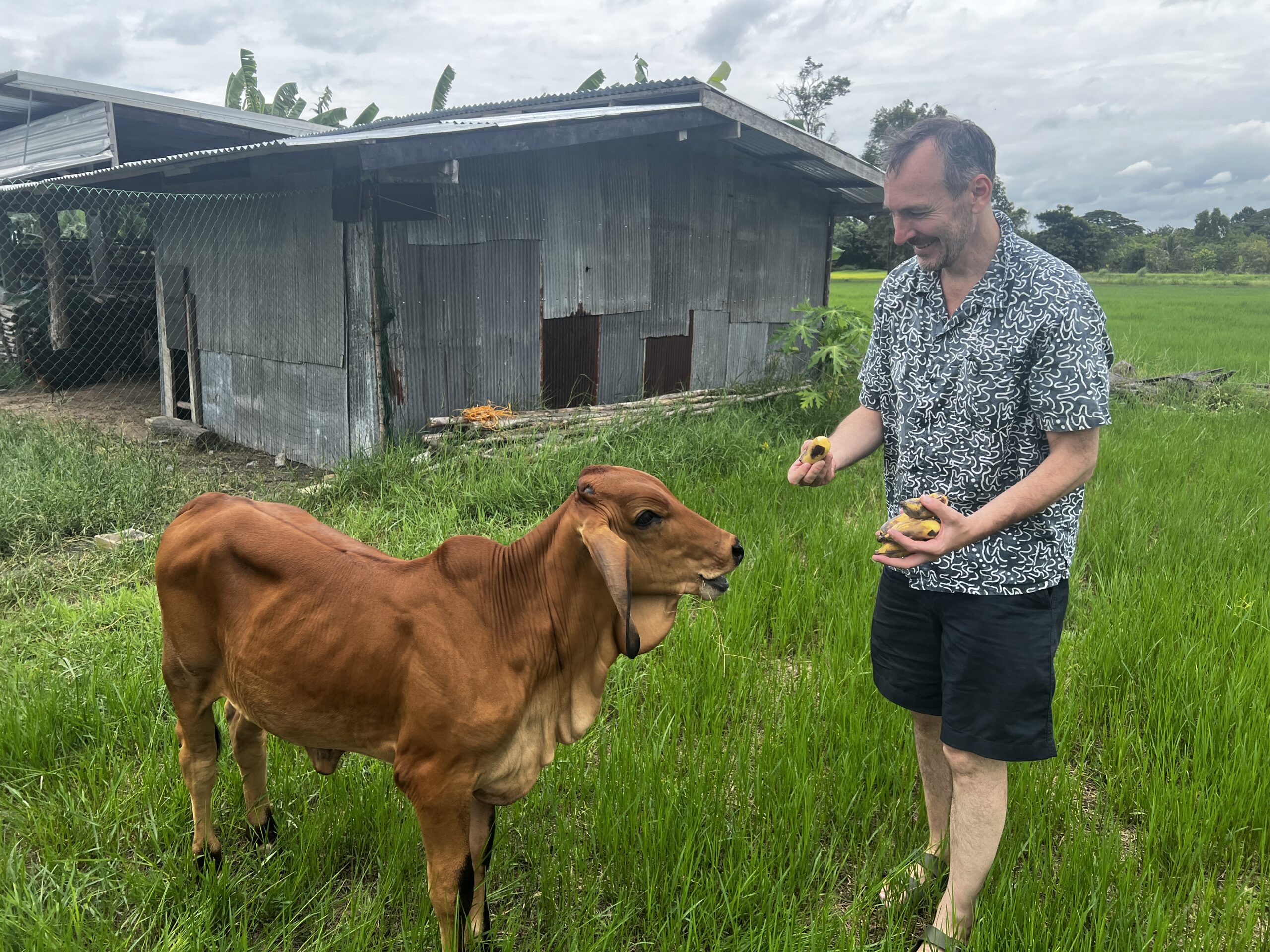 Counsellor Steve feeding a young cow on a rural Isan farm