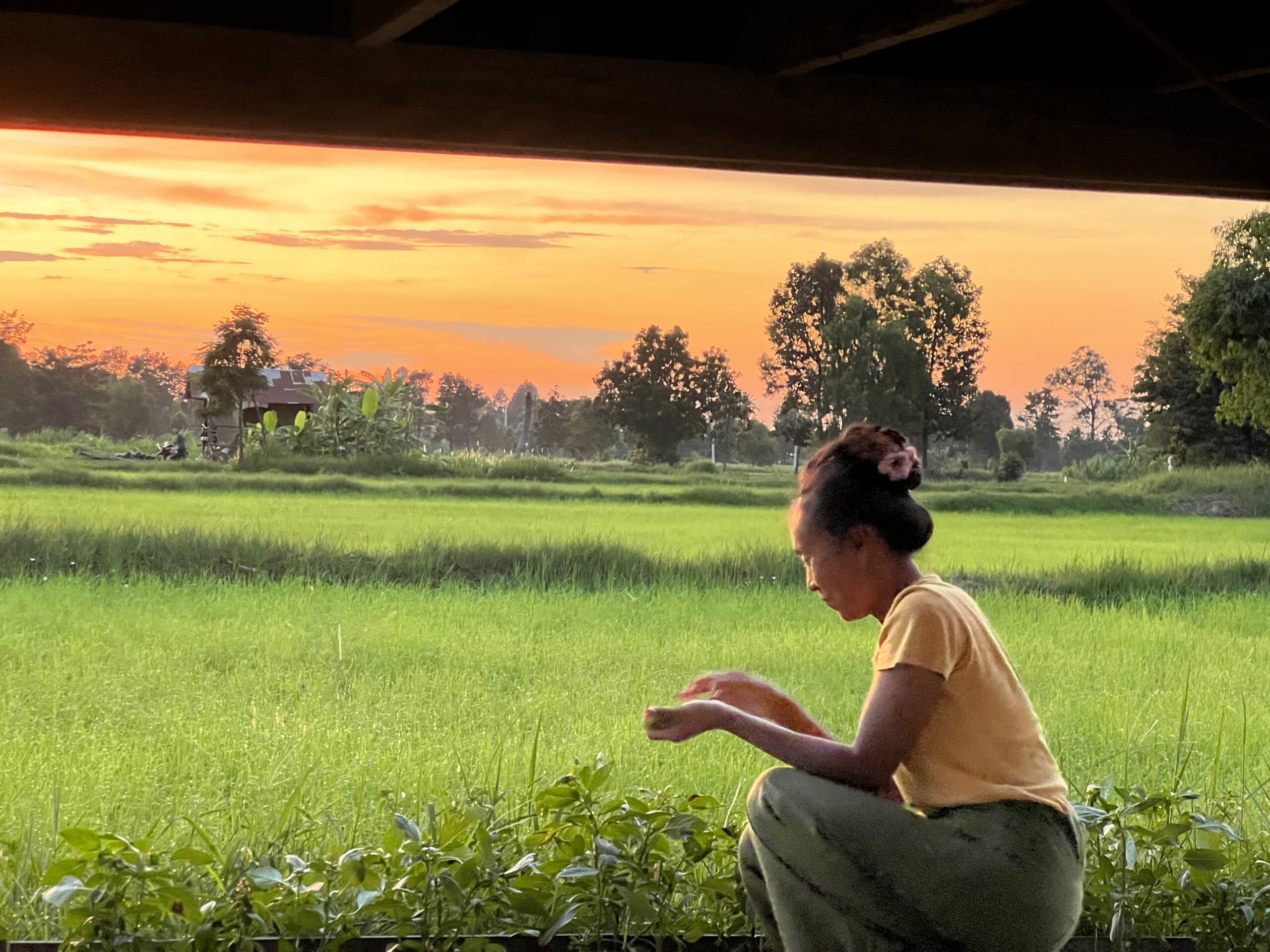 Thai woman picking plants at sunset on a farm in rural Isan