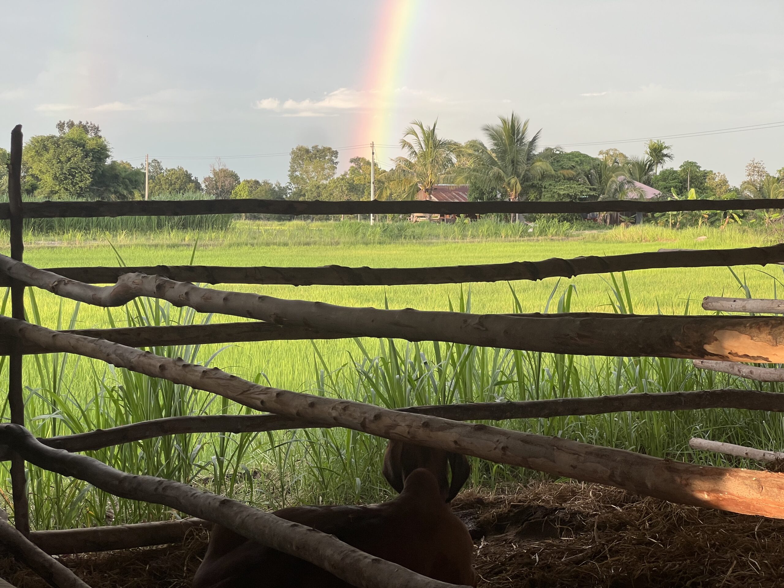 Cow gazing at a rainbow from an open barn in rural Isan